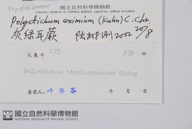 阿里山耳蕨藏品圖，第2張