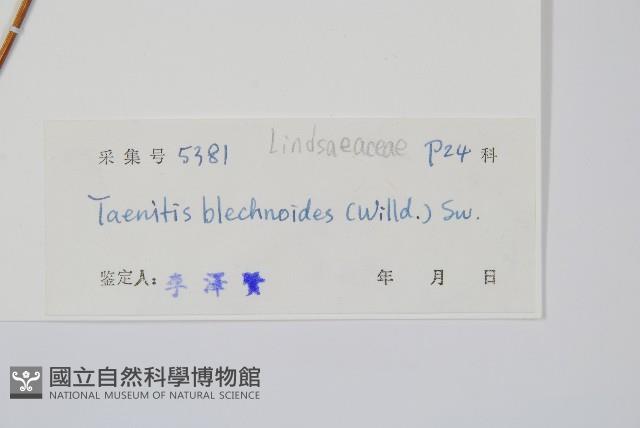 竹葉蕨藏品圖，第2張