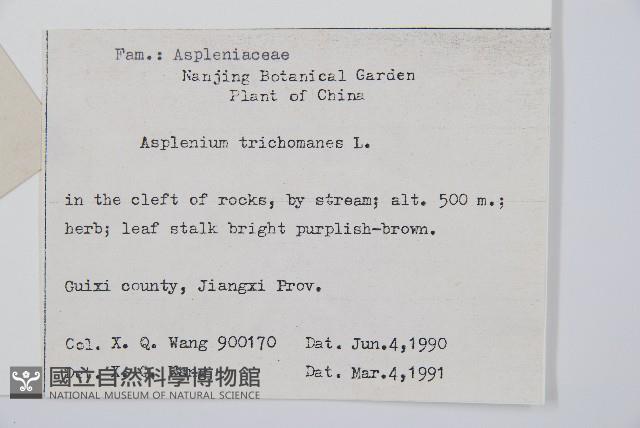 鐵角蕨藏品圖，第2張