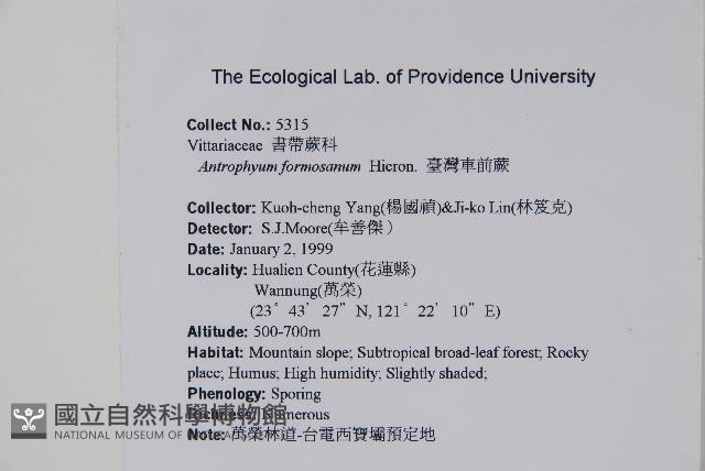 臺灣車前蕨藏品圖，第2張
