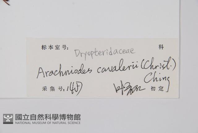 大片複葉耳蕨藏品圖，第2張