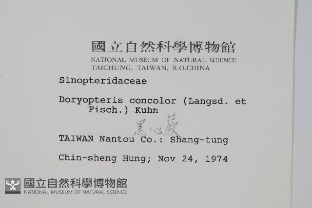 黑心蕨藏品圖，第2張