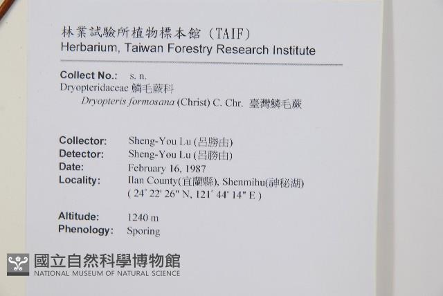 臺灣鱗毛蕨藏品圖，第2張
