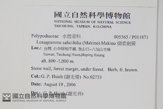柳葉劍蕨藏品圖，第2張