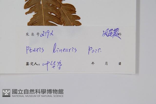 三角脈鳳尾蕨藏品圖，第2張