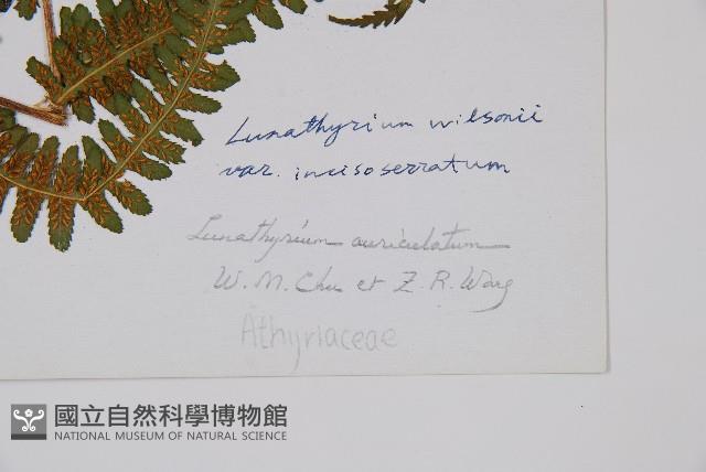 登錄號:P003871藏品圖，第2張