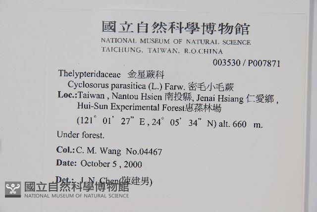 密毛小毛蕨藏品圖，第2張