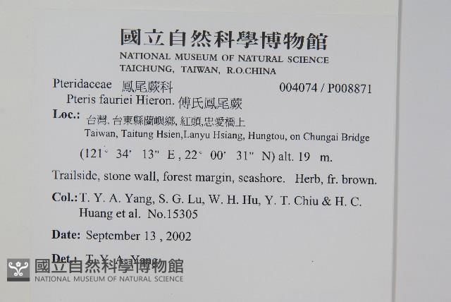 傅氏鳳尾蕨藏品圖，第2張