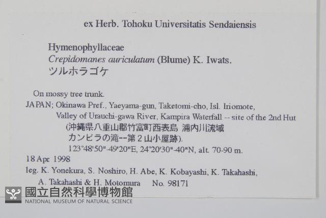 瓶蕨藏品圖，第2張