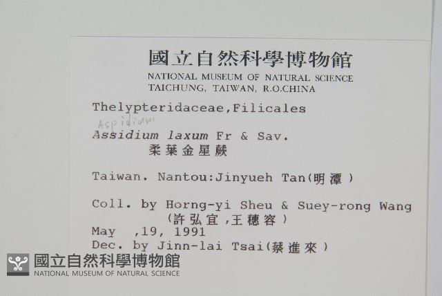 柔葉金星蕨藏品圖，第2張