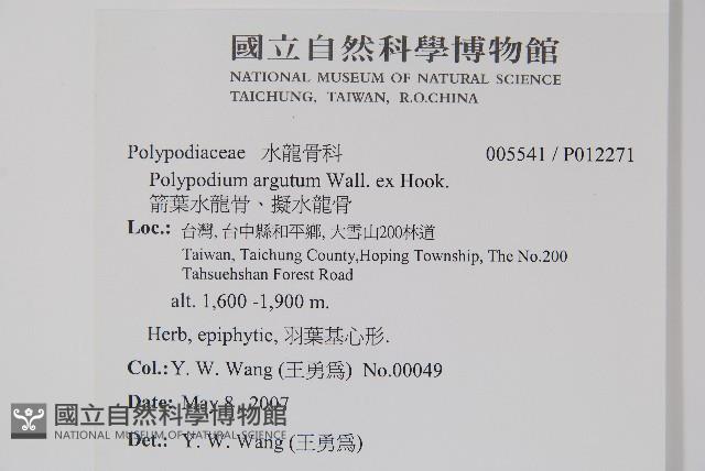 箭葉水龍骨、擬水龍骨藏品圖，第2張