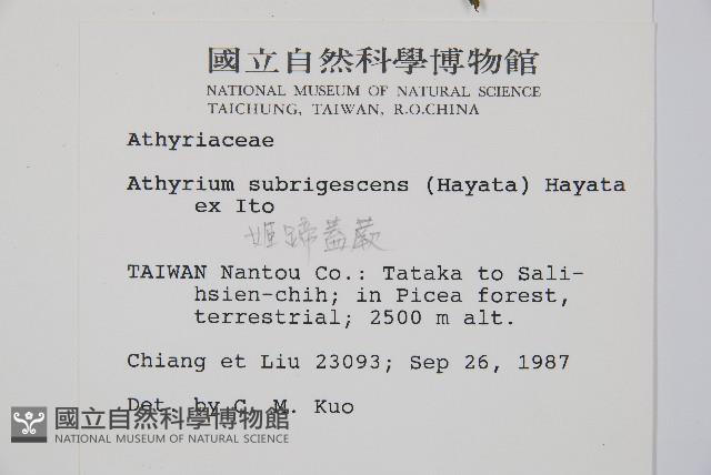 姬蹄蓋蕨藏品圖，第2張