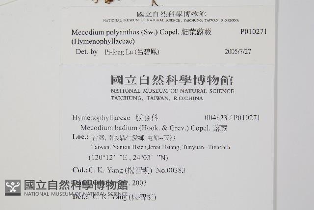 細葉蕗蕨藏品圖，第2張