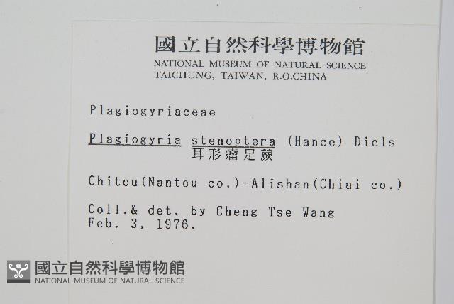 耳形瘤足蕨藏品圖，第2張