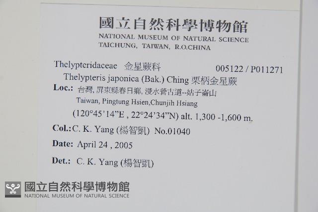 栗柄金星蕨藏品圖，第2張