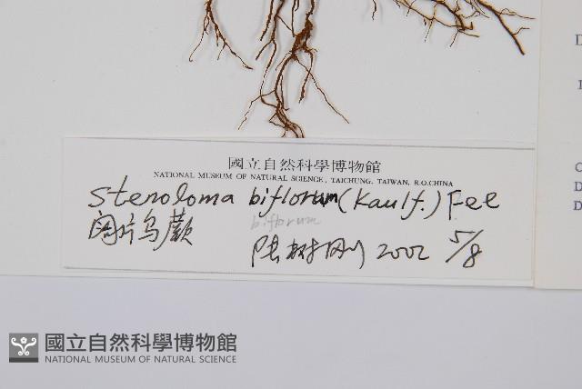 闊片鳥蕨藏品圖，第2張