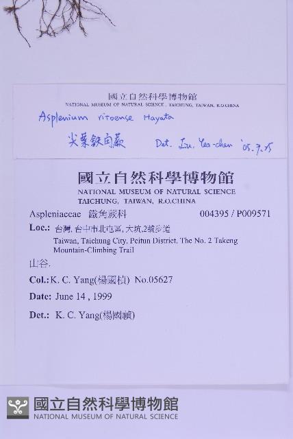 尖葉鐵角蕨藏品圖，第2張