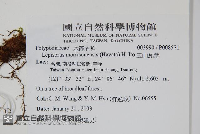 麟瓦葦、川上氏瓦葦藏品圖，第2張