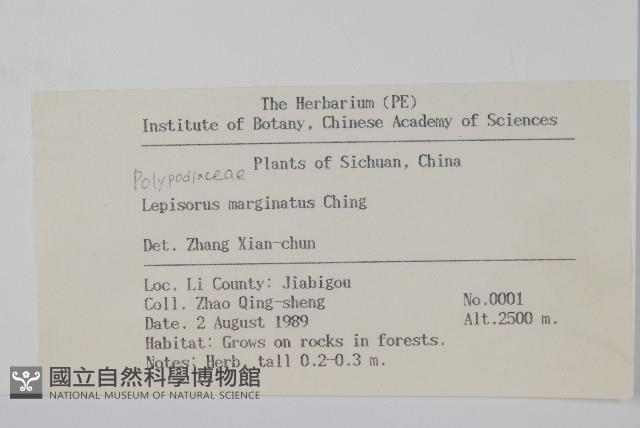 有邊瓦葦藏品圖，第2張