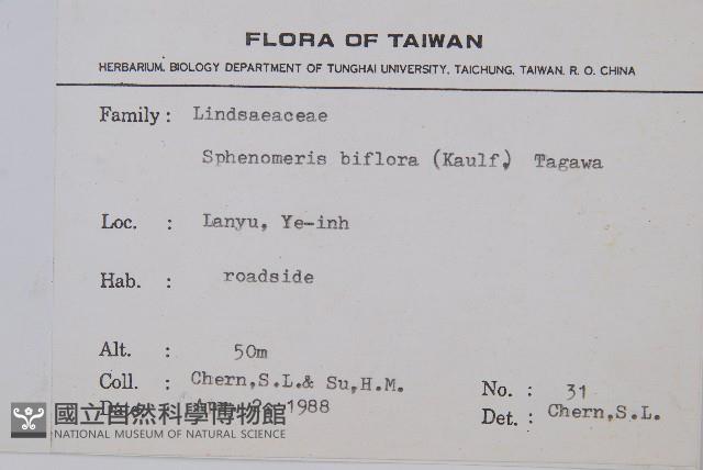 闊片烏蕨藏品圖，第2張