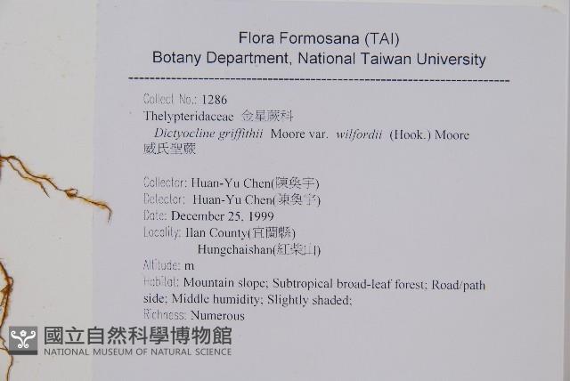 威氏聖蕨藏品圖，第2張