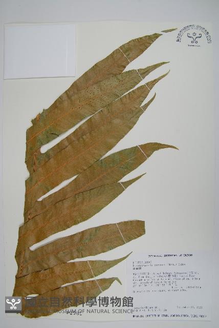 崖薑蕨藏品圖，第1張