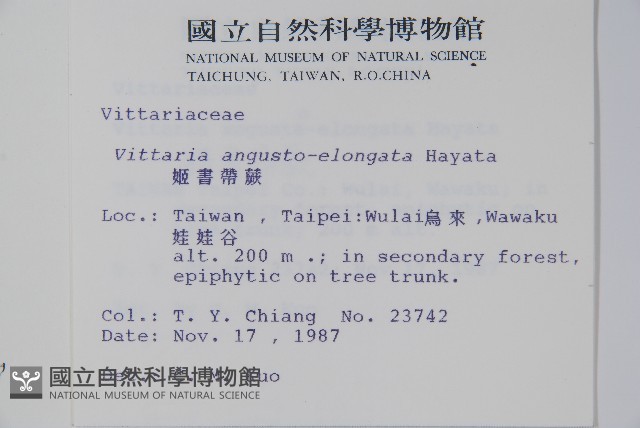 姬書帶蕨藏品圖，第2張