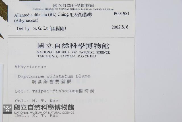 毛柄短腸蕨藏品圖，第2張