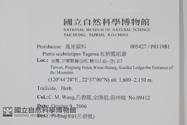 紅柄鳳尾蕨藏品圖，第2張