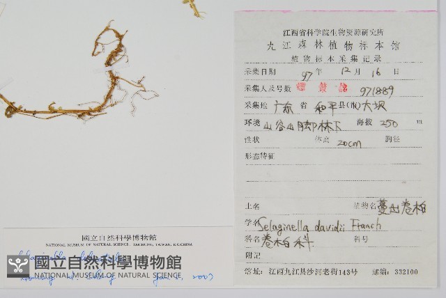 全緣卷柏藏品圖，第2張