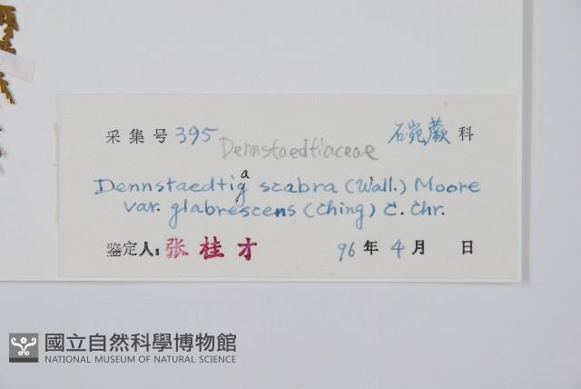 光葉碗蕨藏品圖，第2張