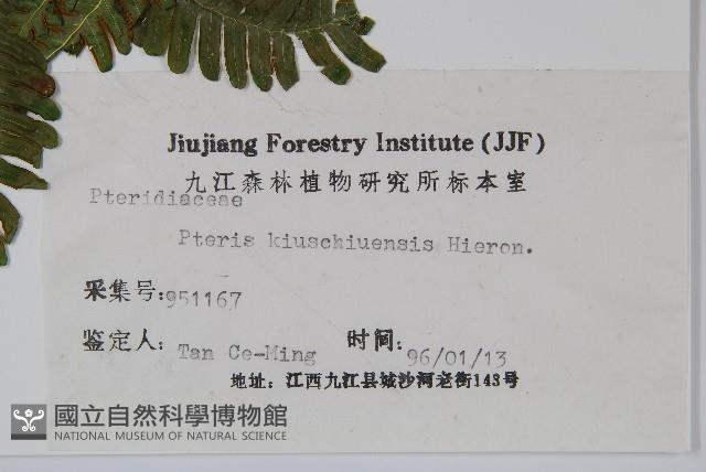 平羽鳳尾蕨藏品圖，第1張
