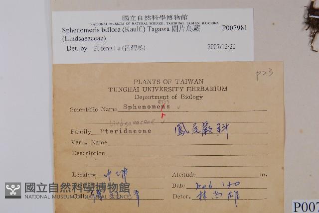 闊片烏蕨藏品圖，第2張