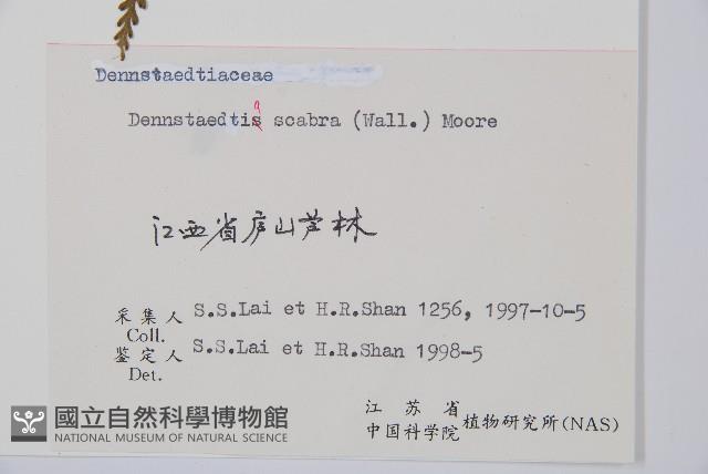 碗蕨藏品圖，第2張