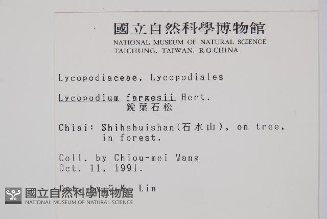 銳葉石松藏品圖，第2張