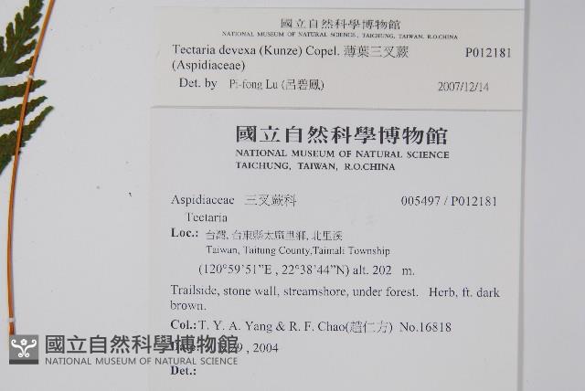 薄葉三叉蕨藏品圖，第2張