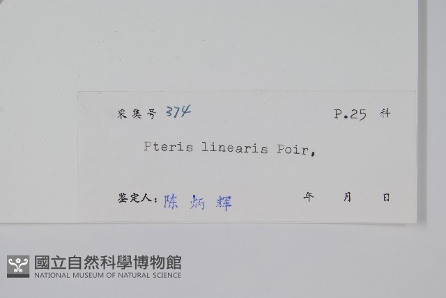 三角脈鳳尾蕨藏品圖，第2張