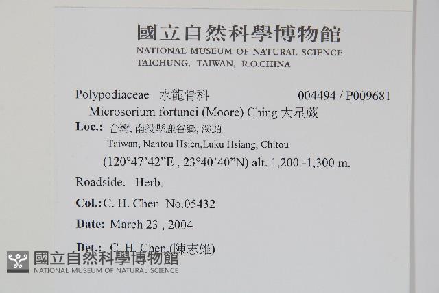 大星蕨藏品圖，第2張