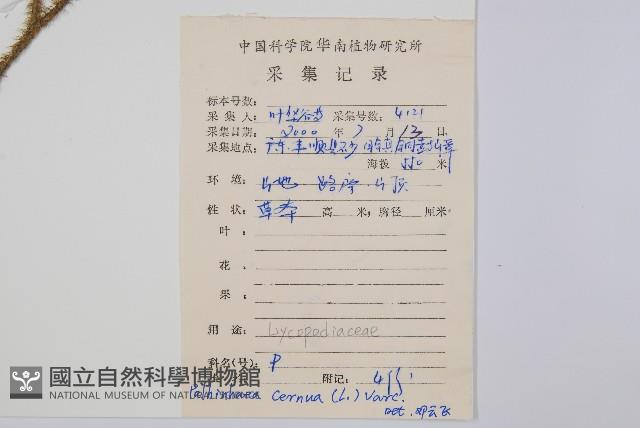 燈龍草藏品圖，第2張