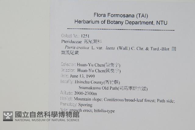 闊葉鳳尾蕨藏品圖，第2張