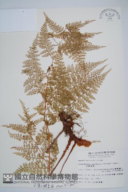 台灣小膜蓋蕨藏品圖，第4張