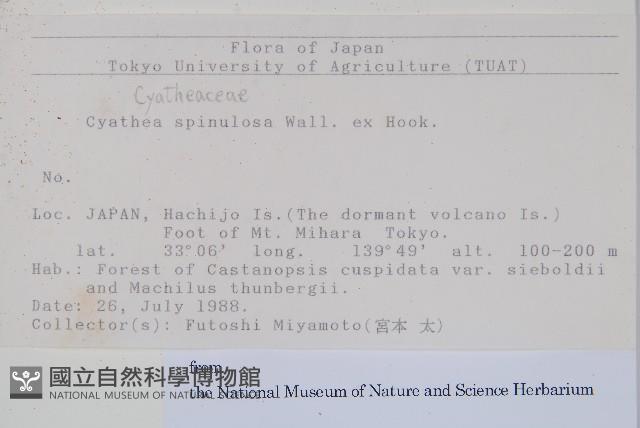 台灣桫欏藏品圖，第2張