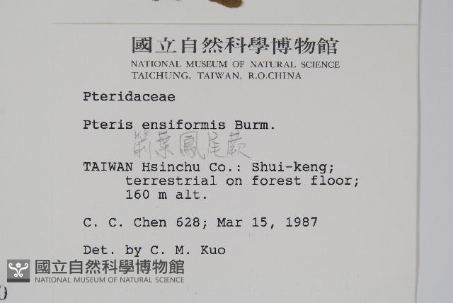 箭葉鳳尾蕨藏品圖，第2張