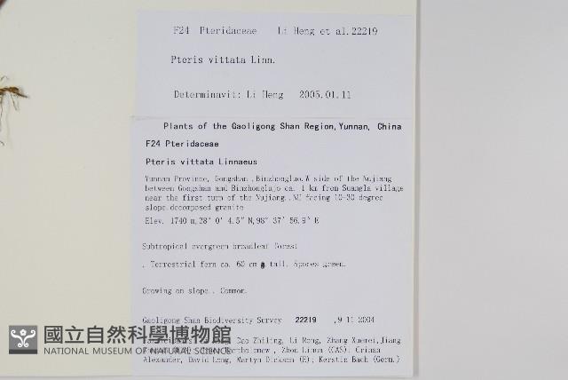 鱗蓋鳳尾蕨藏品圖，第2張