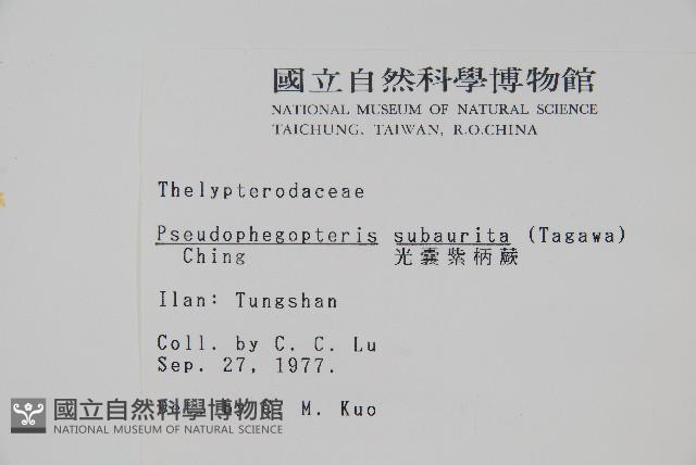 光囊紫柄蕨藏品圖，第2張