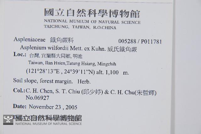 威氏鐵角蕨藏品圖，第2張