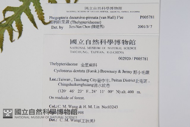 翅軸假金星蕨、短柄卵果蕨藏品圖，第2張