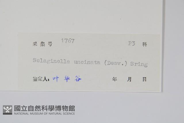 翠雲草、藍草藏品圖，第2張