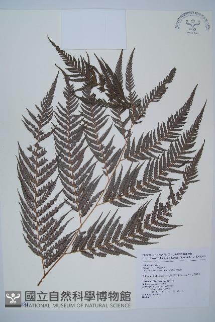臺灣金狗毛蕨藏品圖，第1張