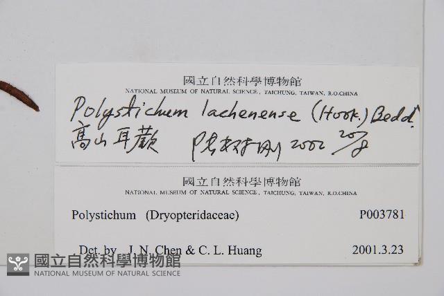 高山耳蕨藏品圖，第2張